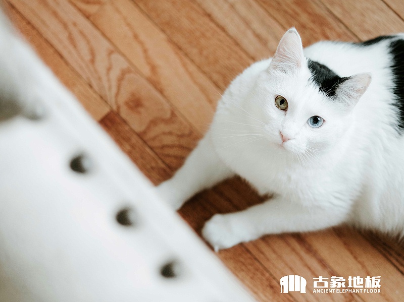 實(shí)木地板生蟲解決措施
