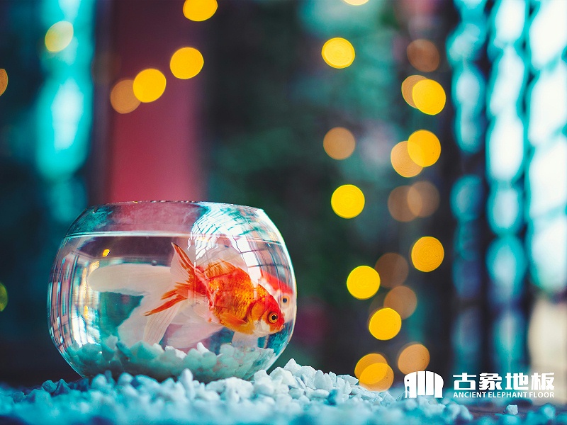 淺盆養金魚